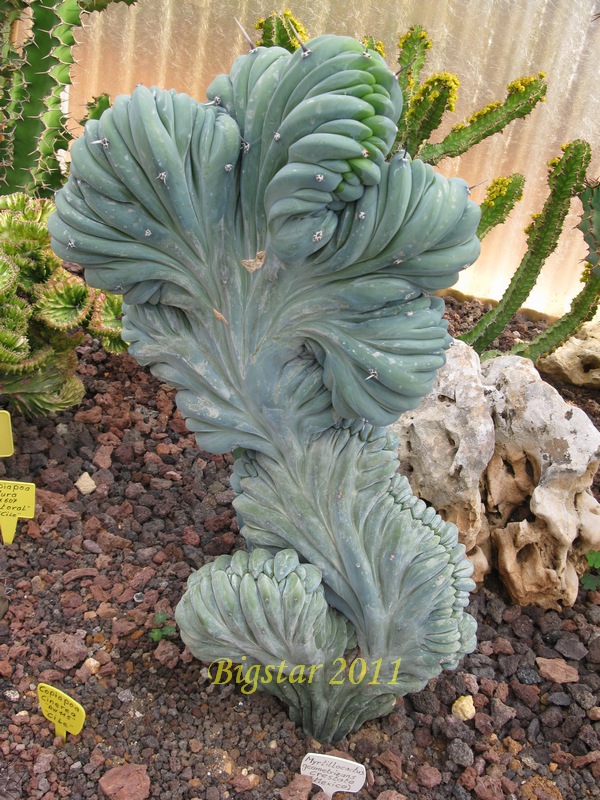 Myrtillocactus geometrizans f. cristatus 