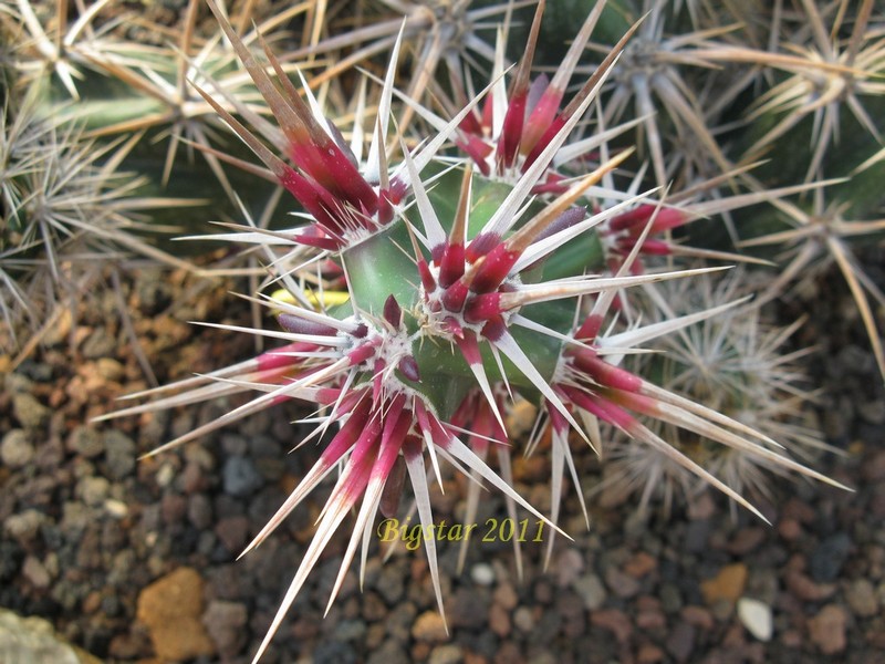 Opuntia invicta 