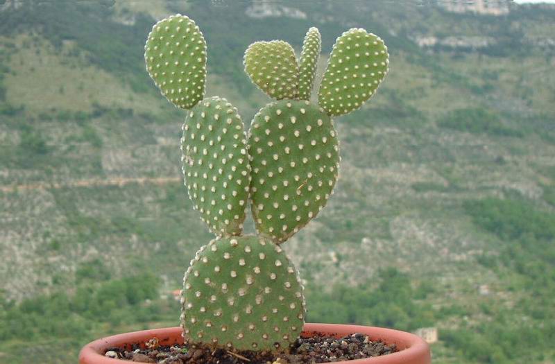 Opuntia microdasys v. albispina 