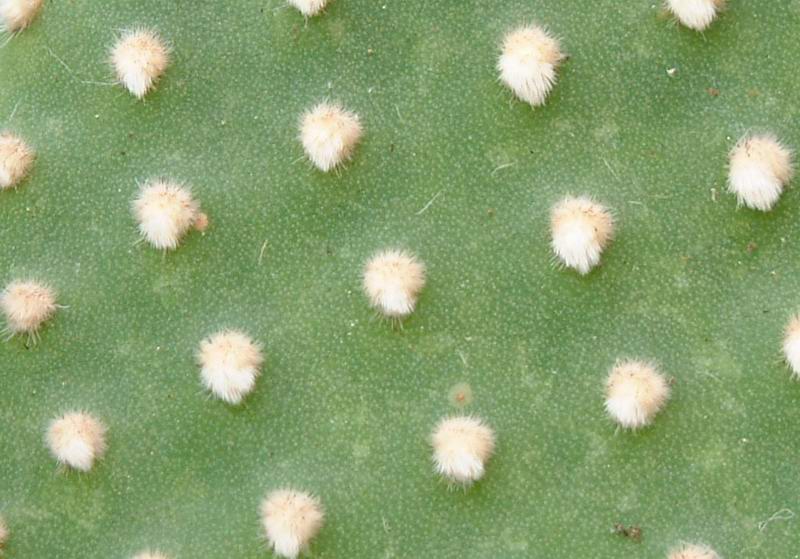 Opuntia microdasys v. albispina 