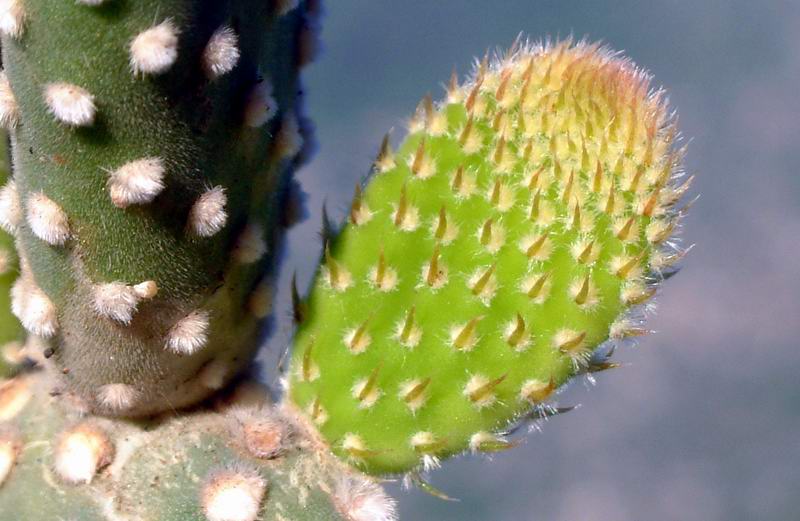 Opuntia microdasys v. albispina 