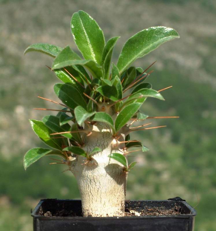 Pachypodium saundersii 