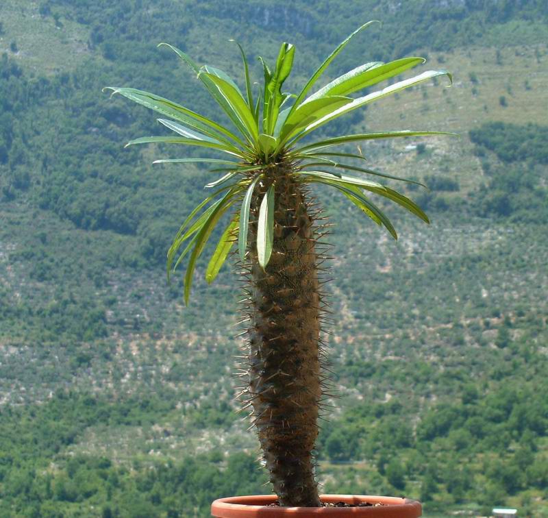 Pachypodium lamerei 