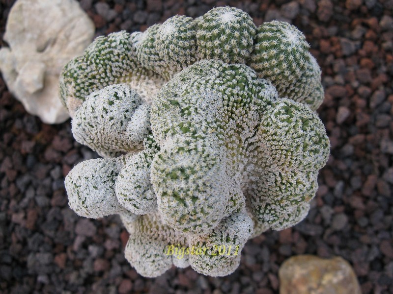 Pelecyphora aselliformis f. cristata 