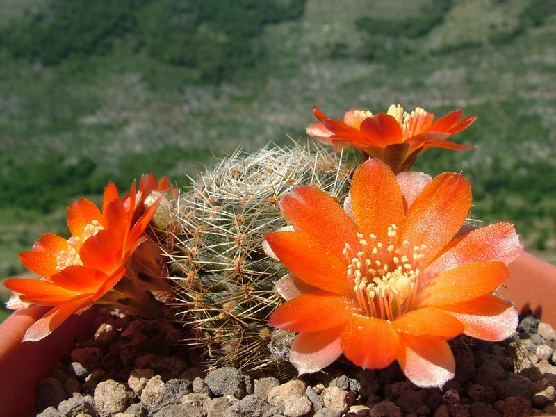 Rebutia christinae 