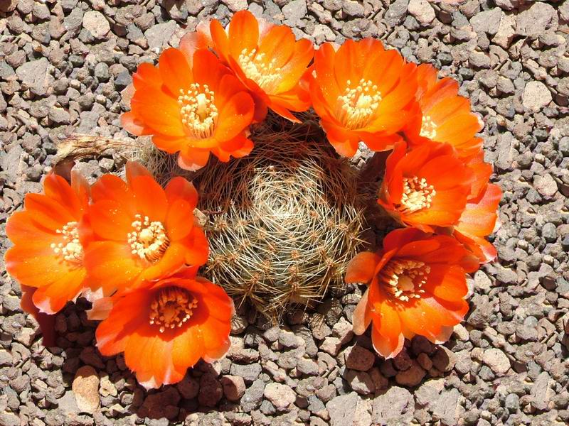 Rebutia christinae 