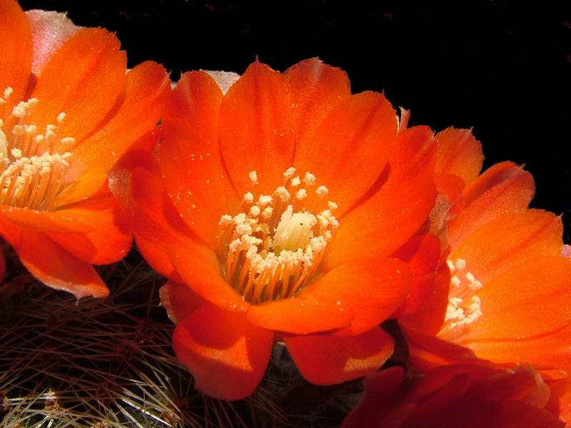 Rebutia christinae 