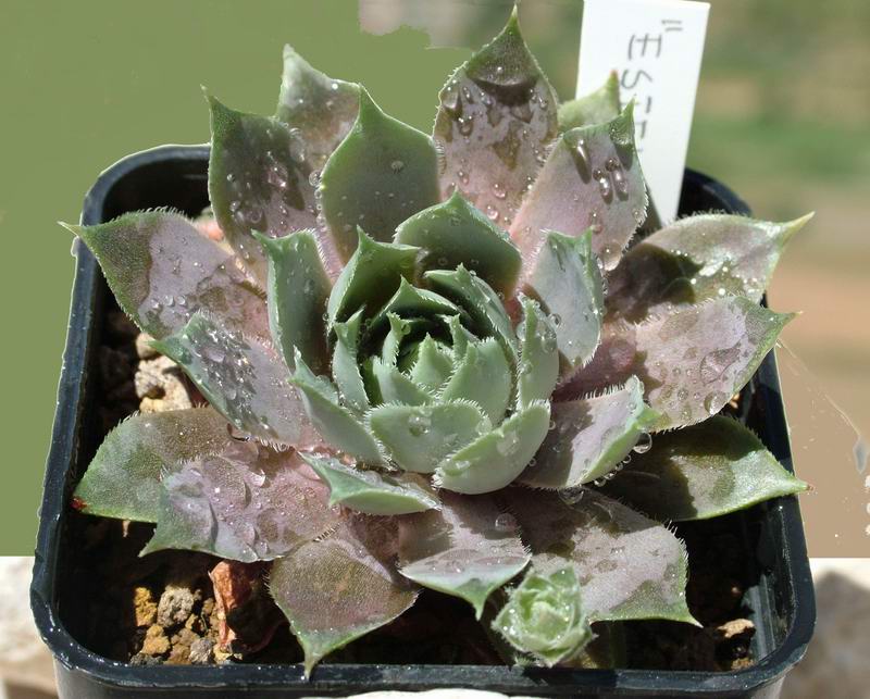 sempervivum cv. 'estelle'