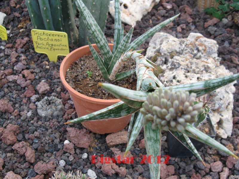 Sanseveria  