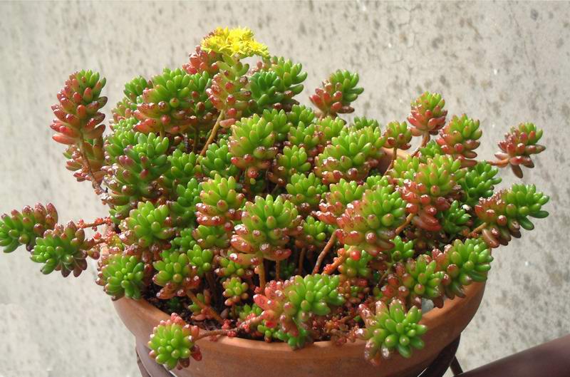 Sedum rubrotinctum 