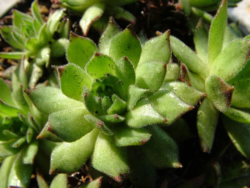 Sempervivum grandiflorum 