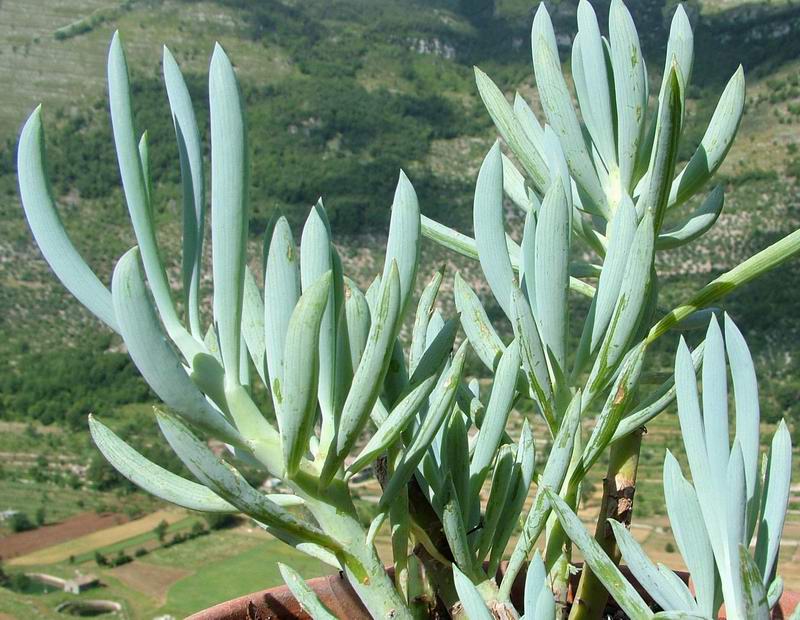 Senecio mandraliscae 