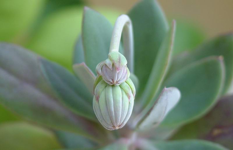 senecio sempervivus ssp. grantii