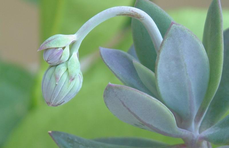 Senecio sempervivus ssp. grantii 