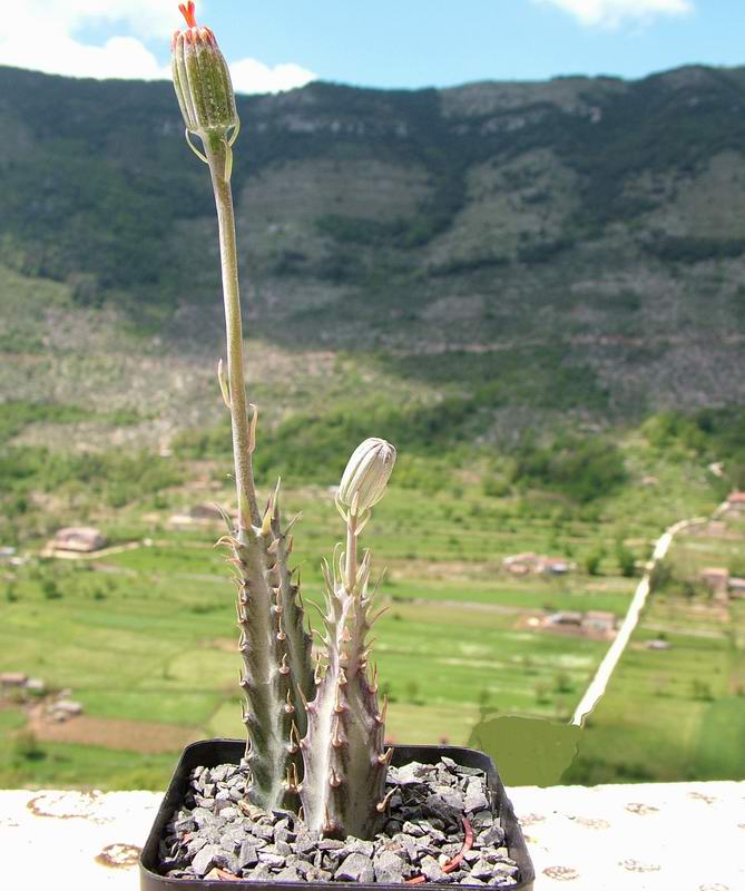 Senecio stapeliiformis 