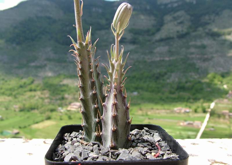 Senecio stapeliiformis 