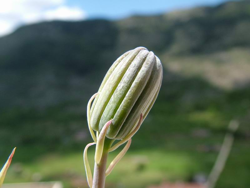 Senecio stapeliiformis 