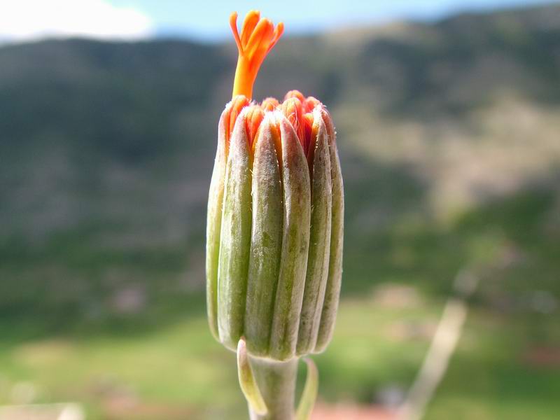 Senecio stapeliiformis 