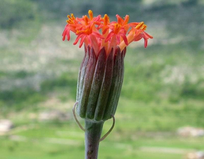 Senecio stapeliiformis 