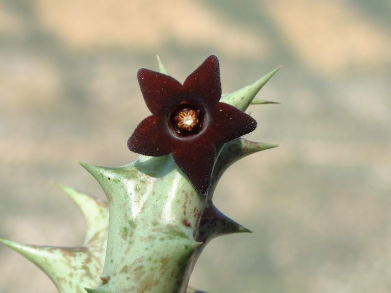 Orbea decaisneana 