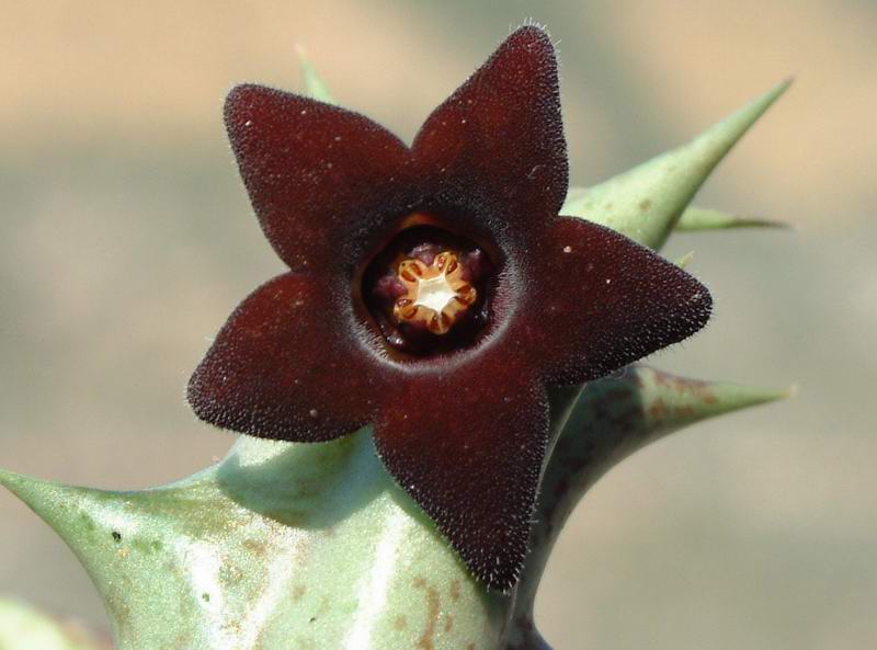 Orbea decaisneana 