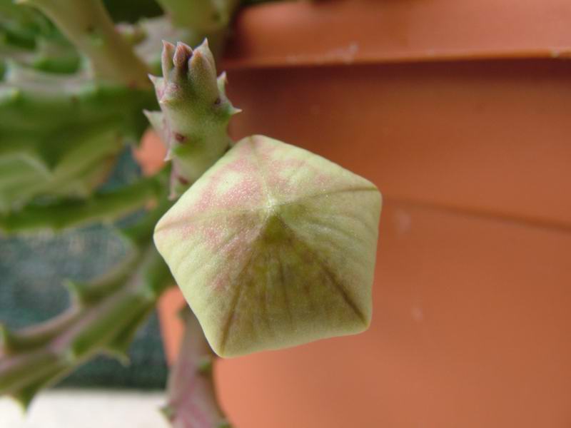 Stapelia variegata 