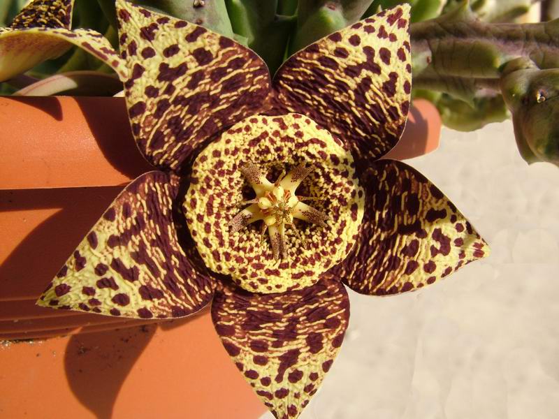 Stapelia variegata 