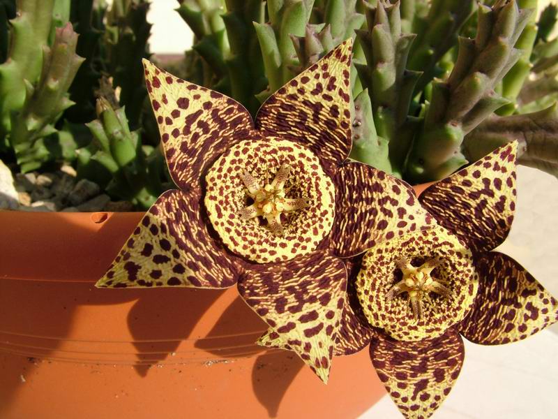 Stapelia variegata 