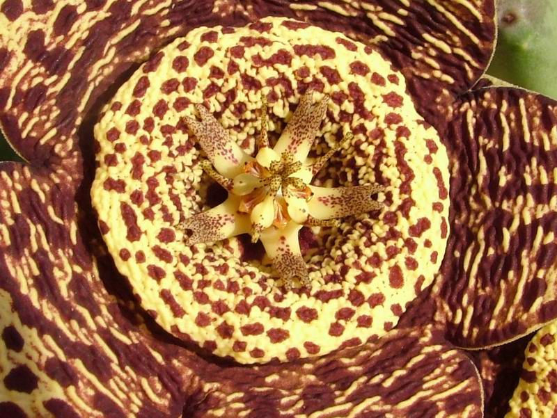 Stapelia variegata 