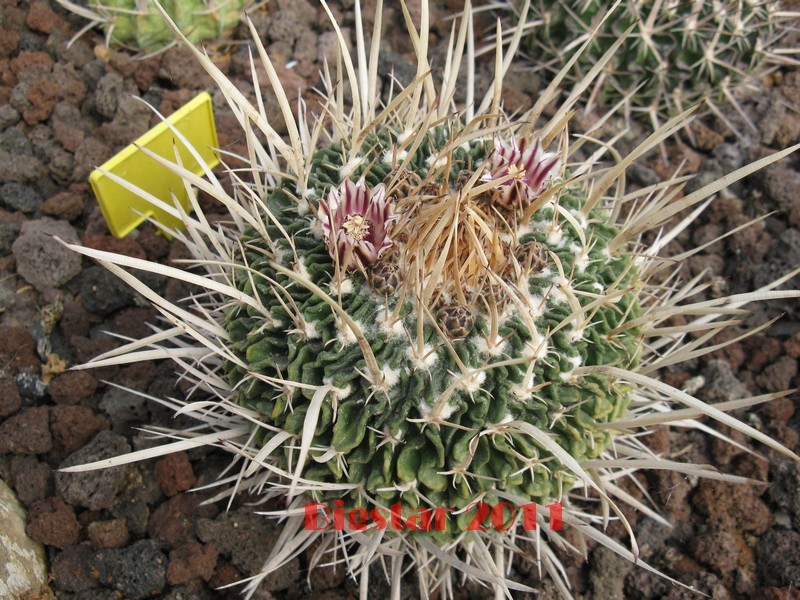 Stenocactus crispatus 