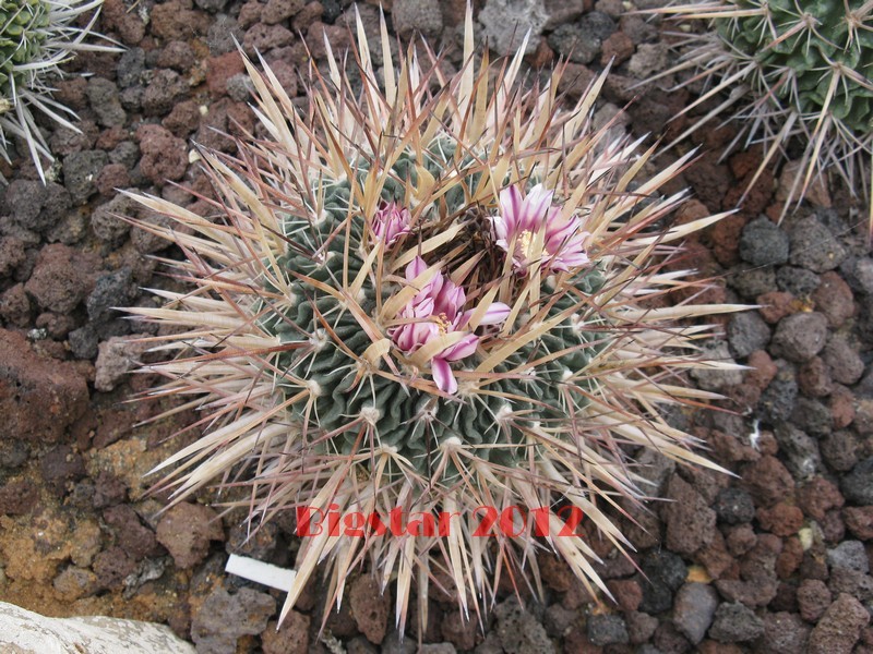 Stenocactus lamellosus 