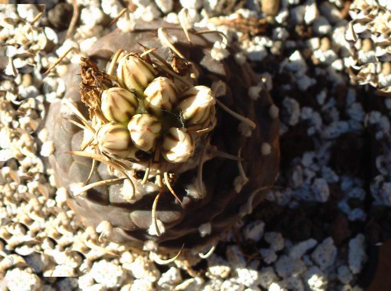 Turbinicarpus hoferi HO 434