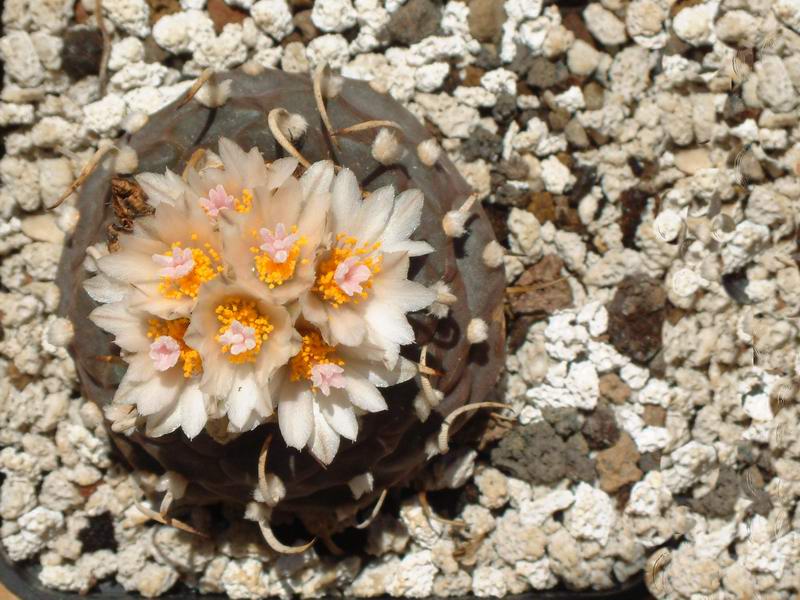 Turbinicarpus hoferi HO 434