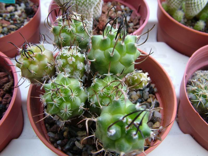 Turbinicarpus polaskii 