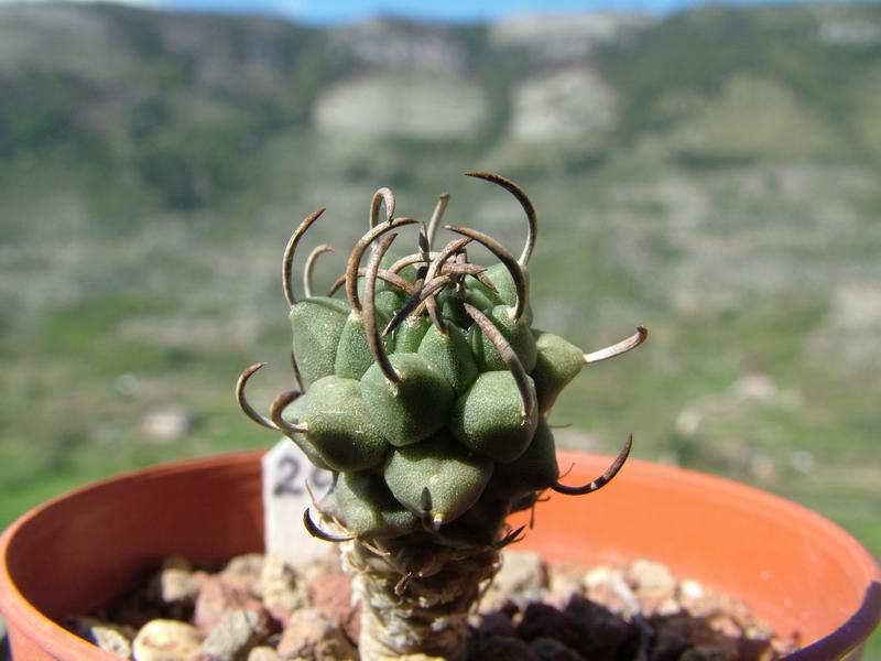 Turbinicarpus polaskii 