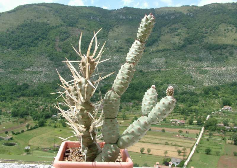 Tephrocactus articulatus v. inermis 