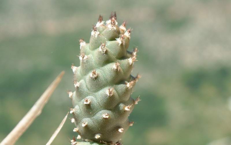 Tephrocactus articulatus v. inermis 