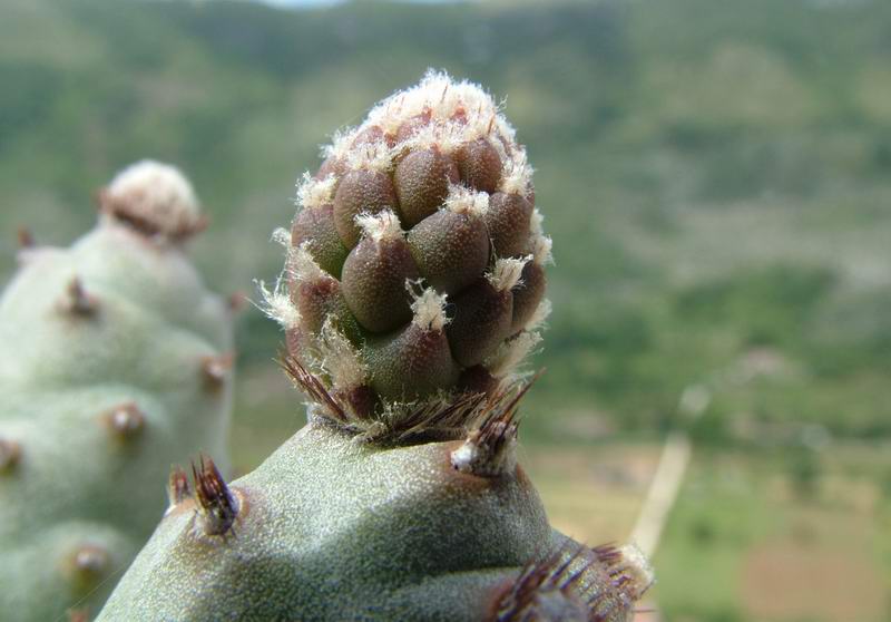 Tephrocactus articulatus v. inermis 