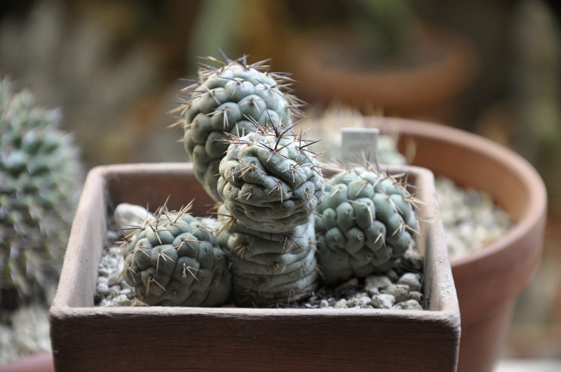 Tephrocactus geometricus 