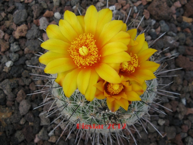 Thelocactus conothelos v. aurantiacus CSD 149