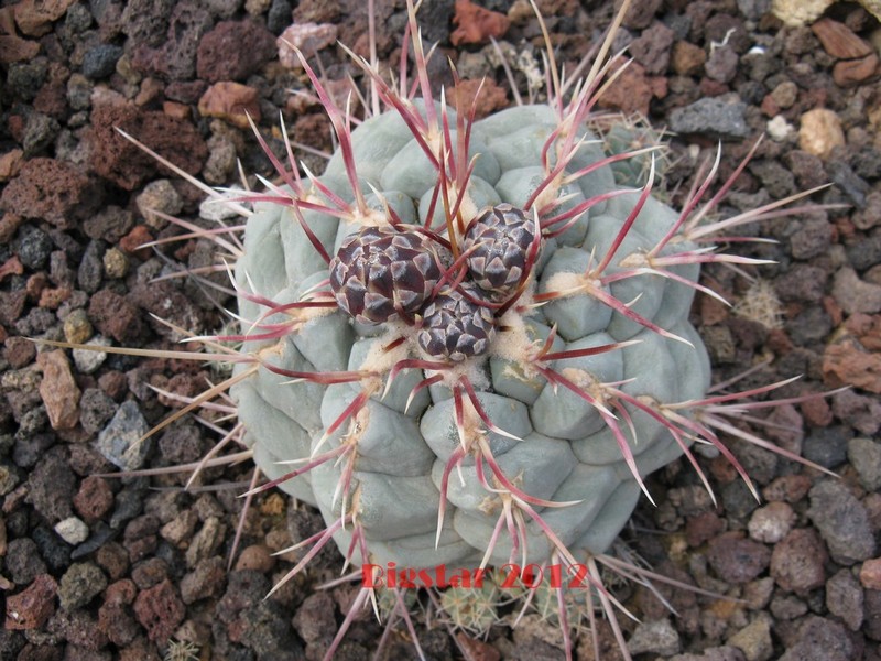 Thelocactus hexaedrophorus v. fossulatus 