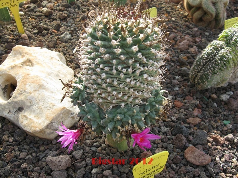 Turbinicarpus alonsoi 