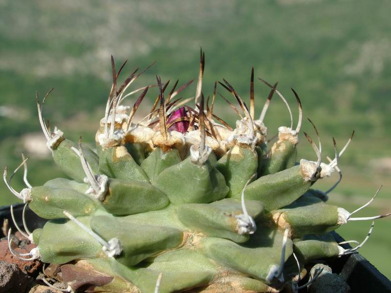 Turbinicarpus alonsoi 