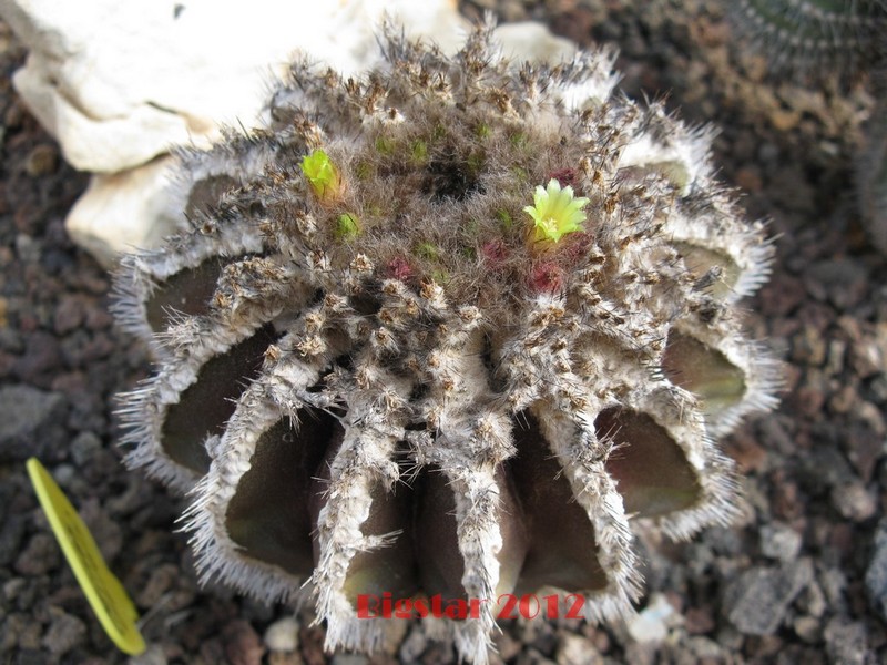 uebelmannia pectinifera v. horrida