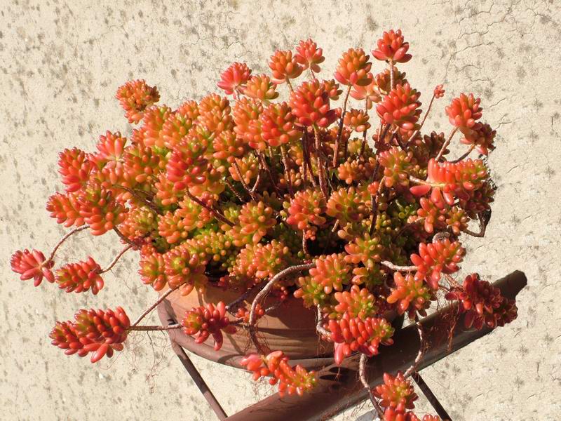 Sedum rubrotinctum 