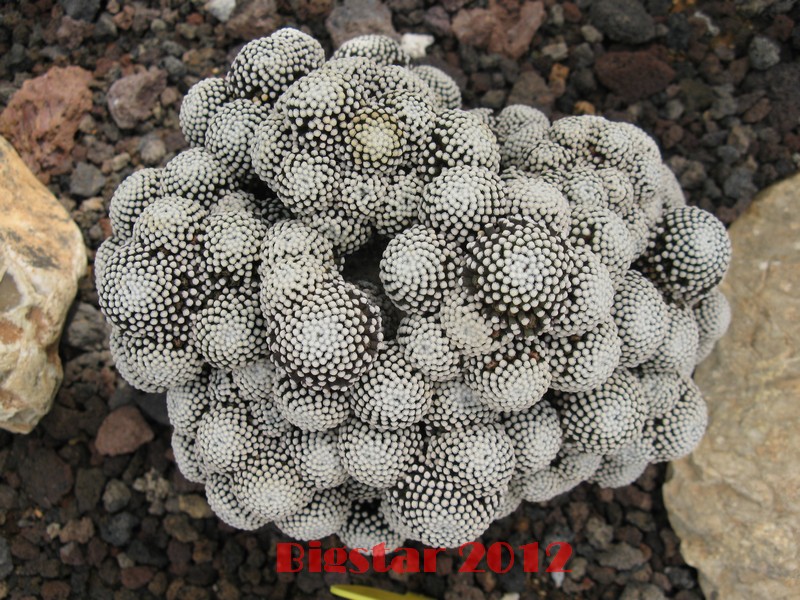Mammillaria luethyi 