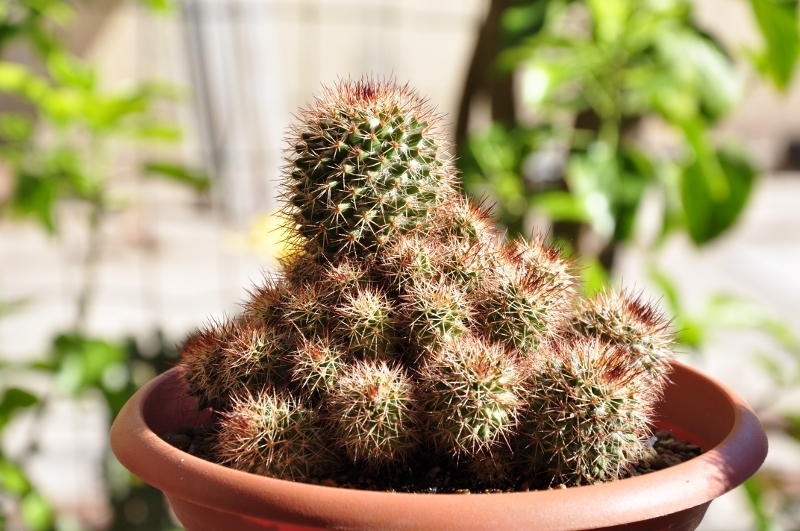 Mammillaria voburnensis 