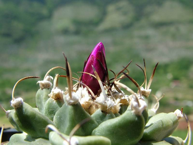 Turbinicarpus alonsoi 