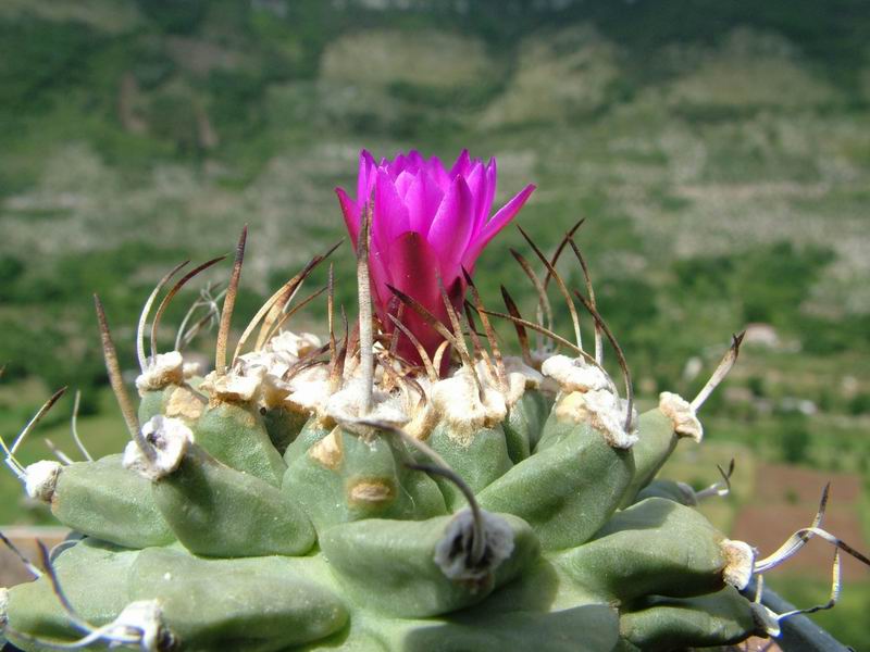 Turbinicarpus alonsoi 