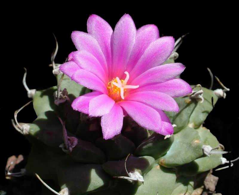 Turbinicarpus alonsoi 